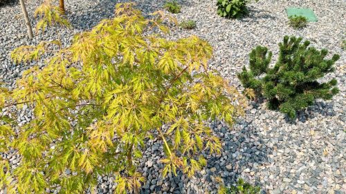 IMG_20220731_110556408