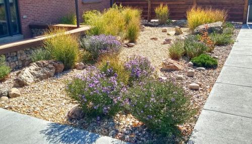 Dry Stream Bed Native Plants
